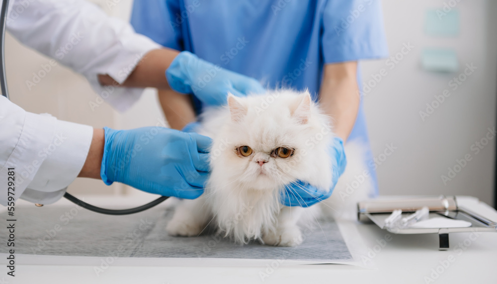 Veterinary for treating sick cats, Maintain animal health Concept, in hospital.