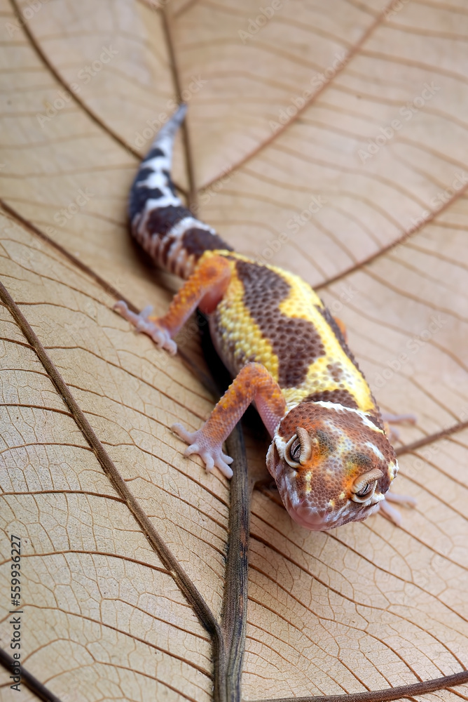 Leopard gecko on a leaf