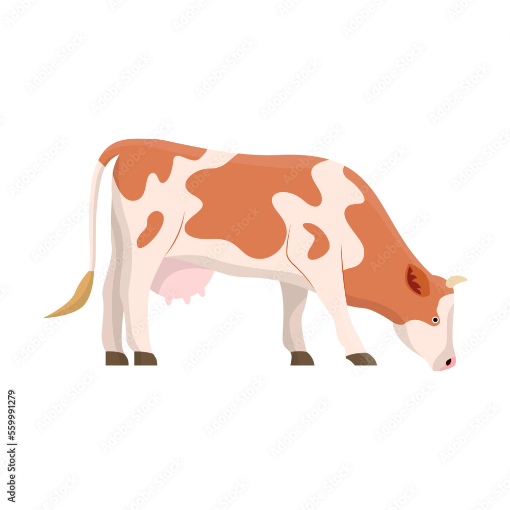 Cow breed vector illustration. Cartoon drawing of Holstein or Frisian cows, meat, milk or dairy prod