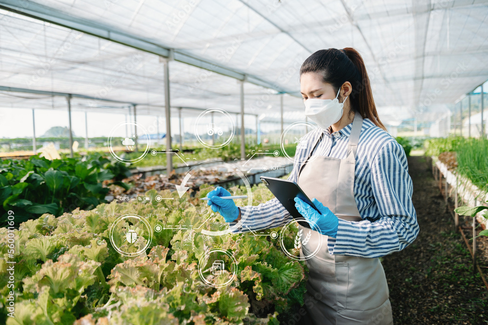 Man hands gardening lettuce in farm  with growth process and chemical formula on green background. W