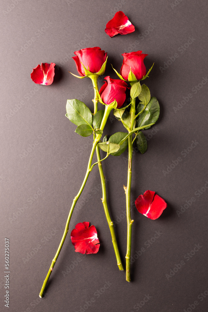 Image of close up of red roses and petals and copy space on black background