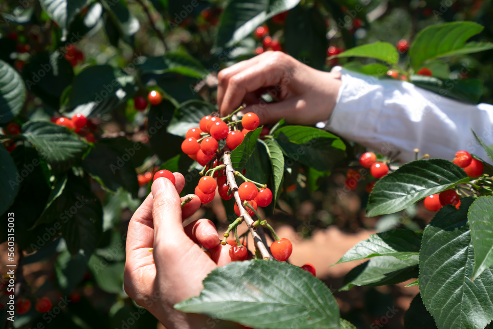 Red cherry picking in the orchard