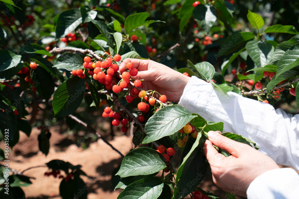 Red cherry picking in the orchard