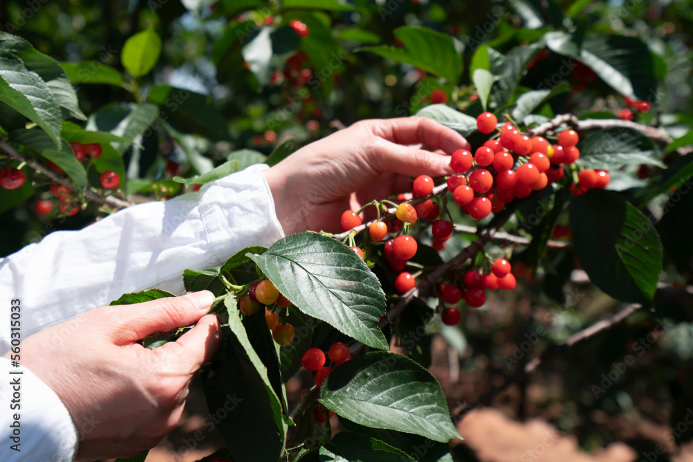 Red cherry picking in the orchard