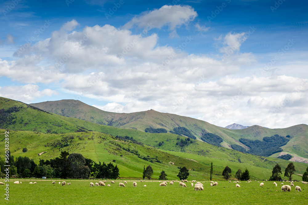 Grazing sheep on a meadow. New Zealand