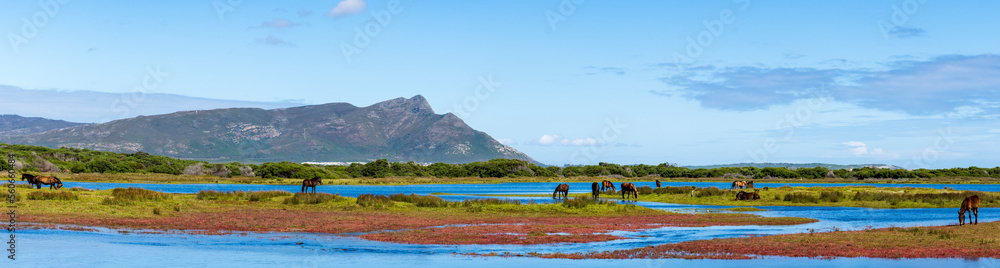 卢伊桑自然保护区Botrivier（Botriver）河口的野马。鲸鱼海岸Kleinmond，