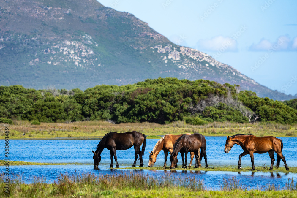 卢伊桑自然保护区Botrivier（Botriver）河口的野马。鲸鱼海岸Kleinmond，