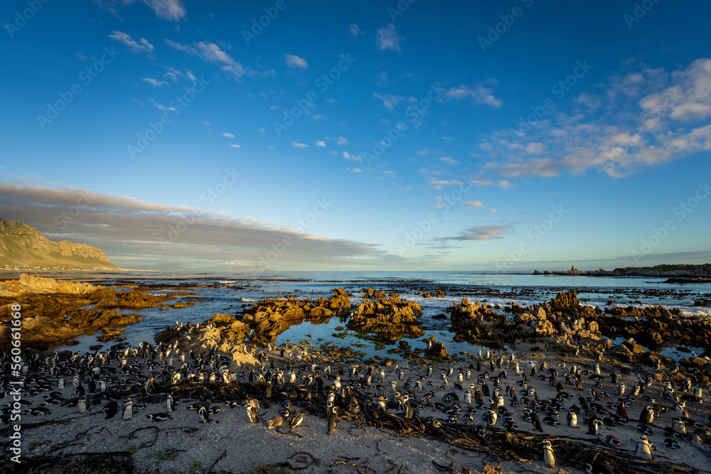 African penguin, Cape penguin or South African penuguin (Spheniscus demersus) colony at Stony Point 