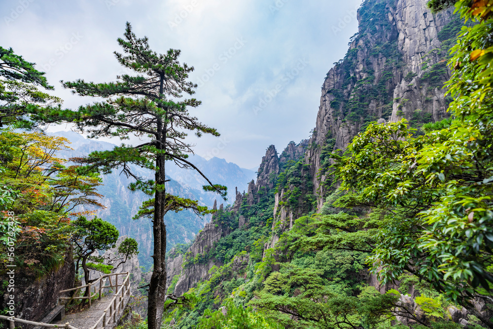 斜坡上的松树