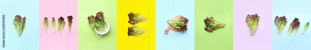 Collage of fresh Lollo Rosso lettuce on color background