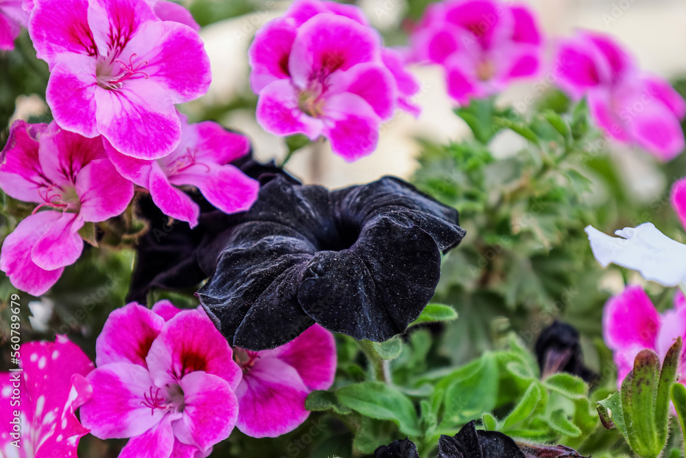 Beautiful flowers on balcony, closeup