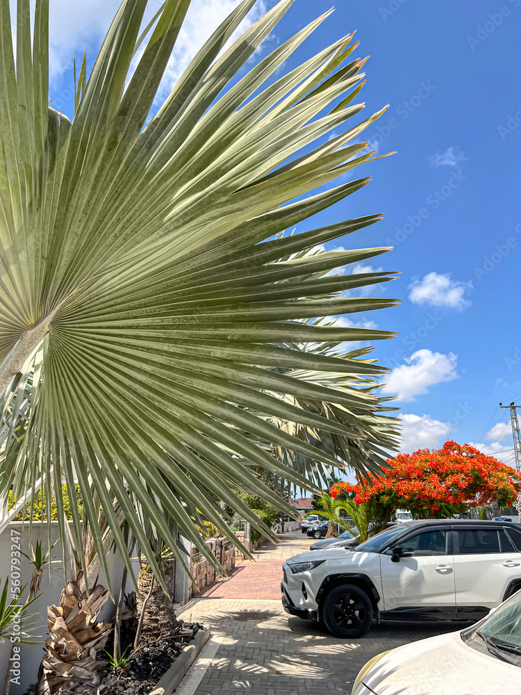 View of city street with palm trees