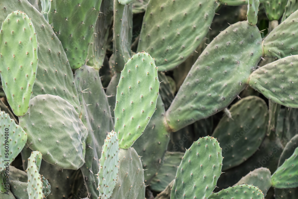 Green cacti leaves outdoors, closeup