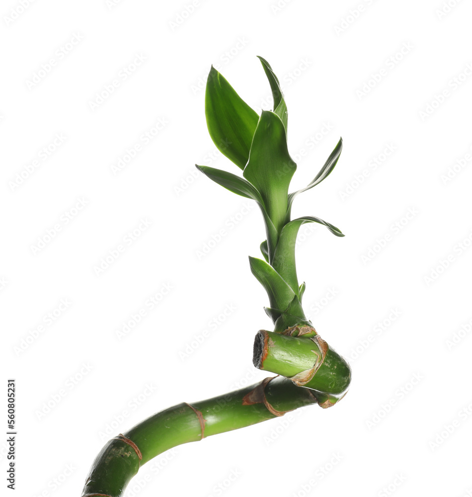 Bamboo branch isolated on white background