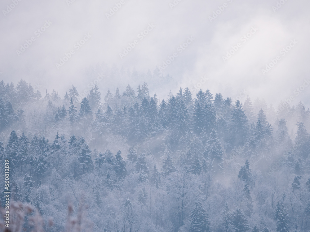 Snowy forest treetops peeking through misty remains of winter snowstorm clouds