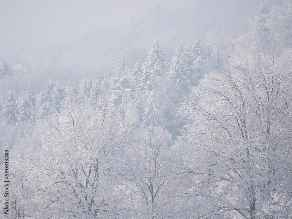 冬季暴风雪后，积雪覆盖的树梢在滚滚薄雾下露出