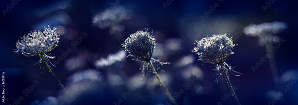 dewy plants with nice soft artistic bokeh