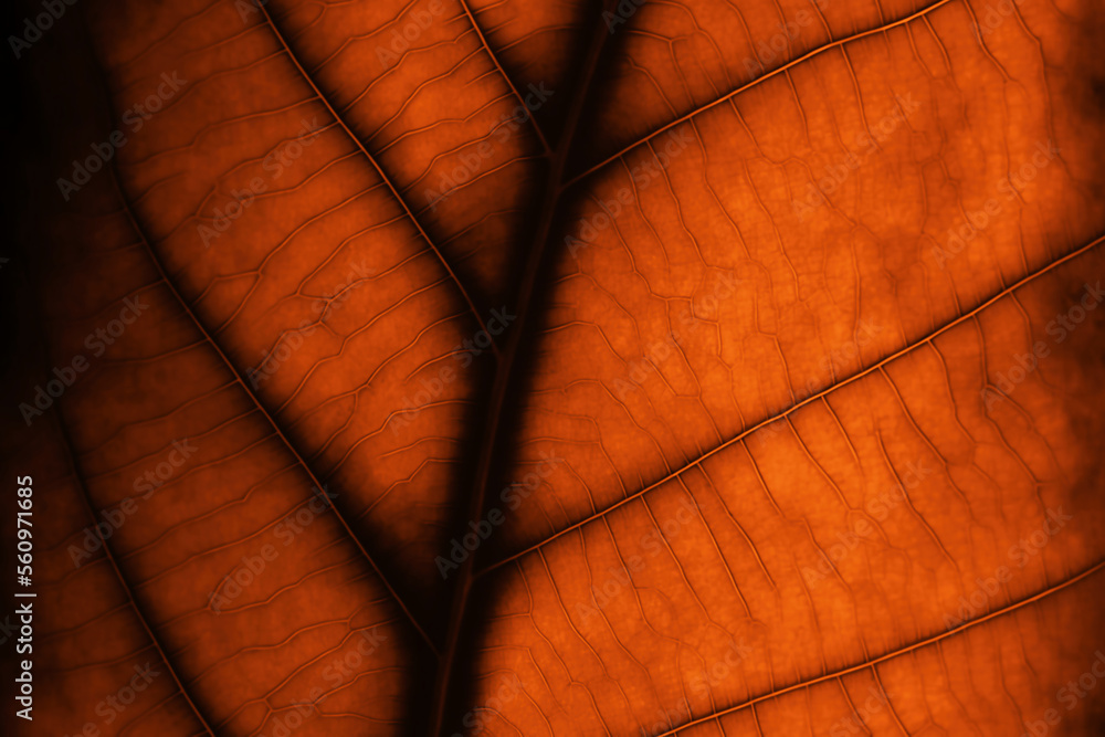 Leaf close up art design