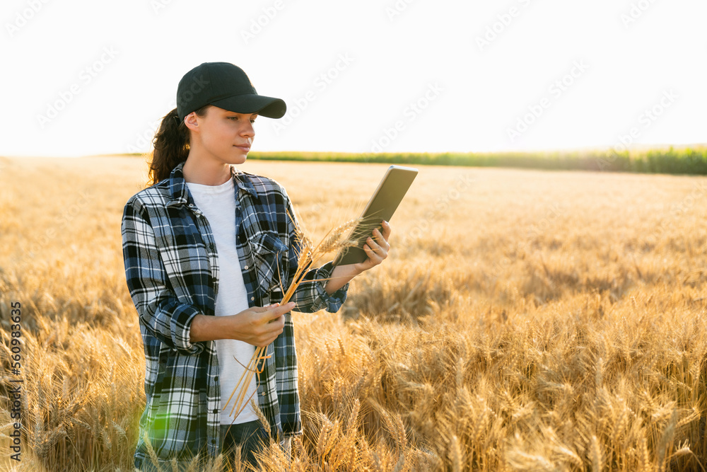 A woman farmer examines the field of cereals and sends data to the cloud from the tablet. Smart farm