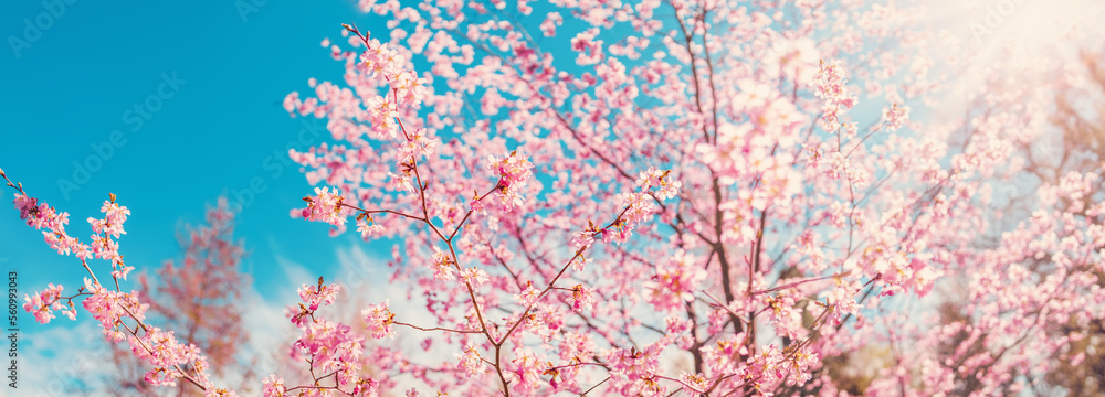 Cherry tree blossoming in spring in natural park.