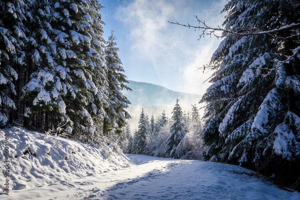 Winter landscape of Beskid Mountains in Poland, coniferous forest with spruces and pine trees covere