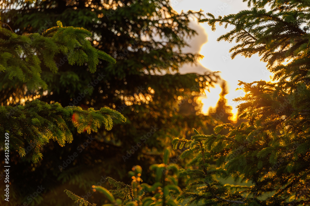 Rays shine through branches of fir trees against a sky