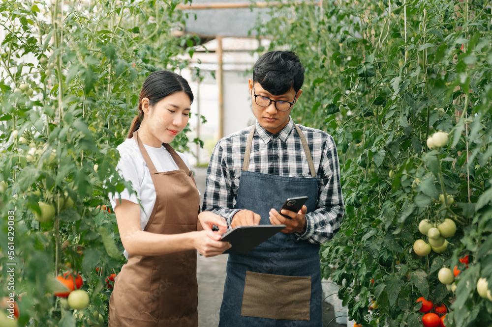 一对亚洲农民在温室种植园里用数字平板电脑检查植物。