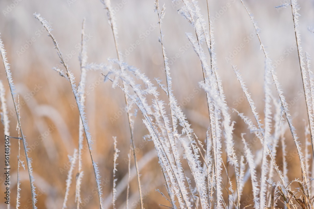 Frosty winter day scene, dry plant covered with hoarfrost