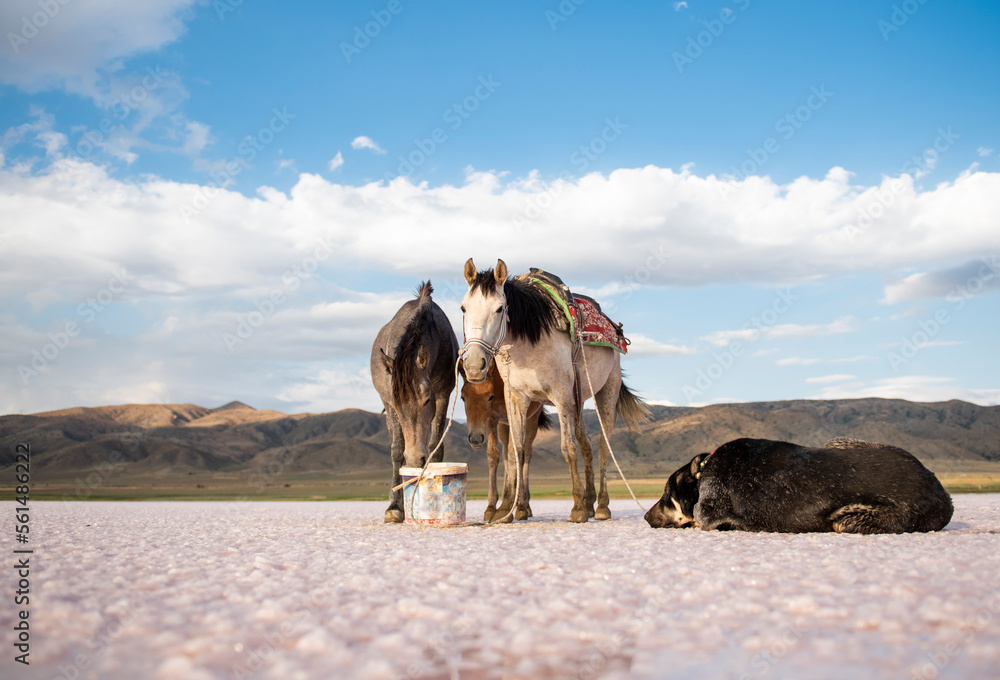 horse on the beach