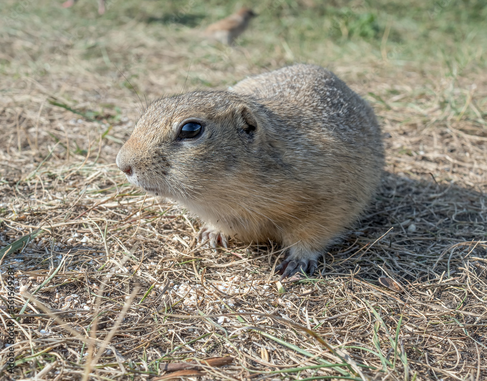 草地上的Gopher正在看着镜头。