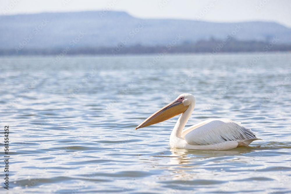 A stork wades in the water