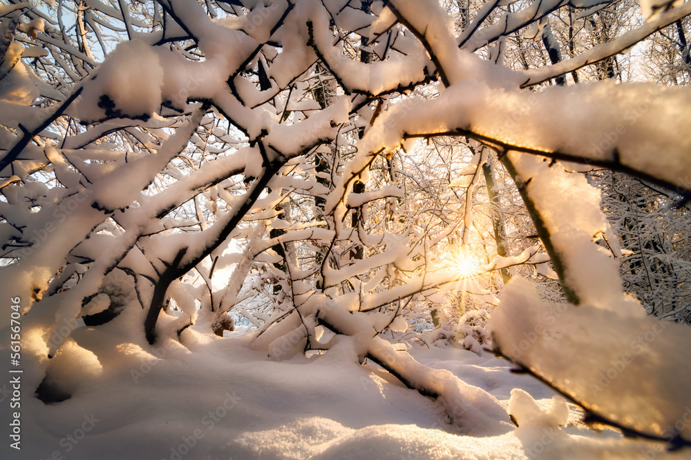 冬天的大自然，白雪皑皑的树枝和阳光，明信片上的季节场景，充满了迷人的莫