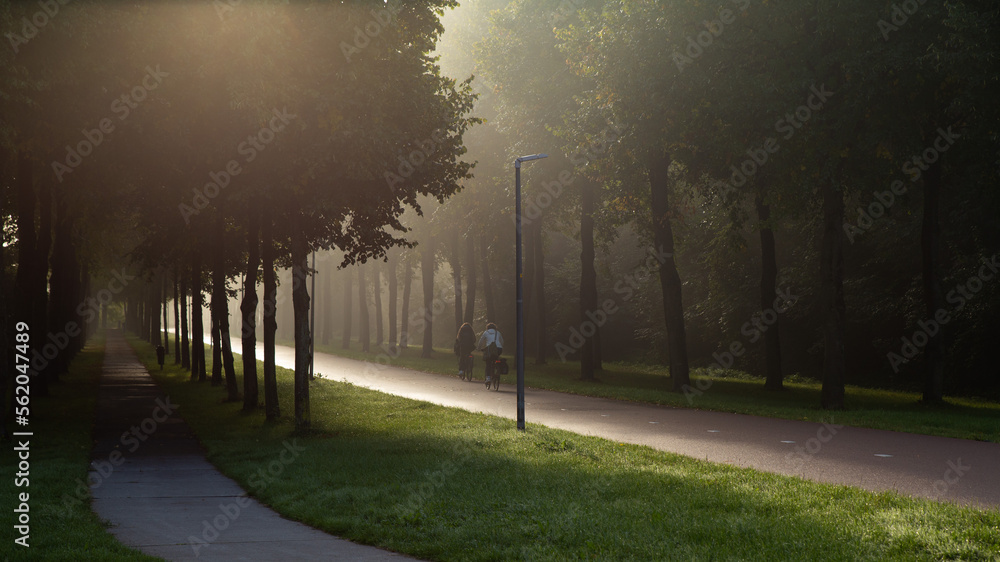 Concept of tranquil: A glimmer passing through beautiful morning fog in the forest, Almere Lumièrepa