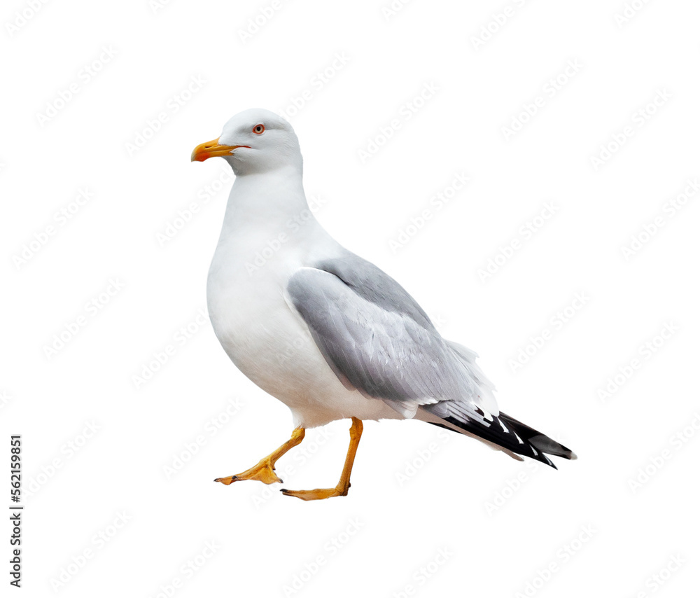 Sea gull close-up isolated on a white background