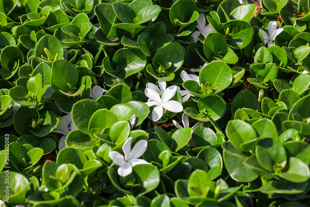 白花绿叶，特写