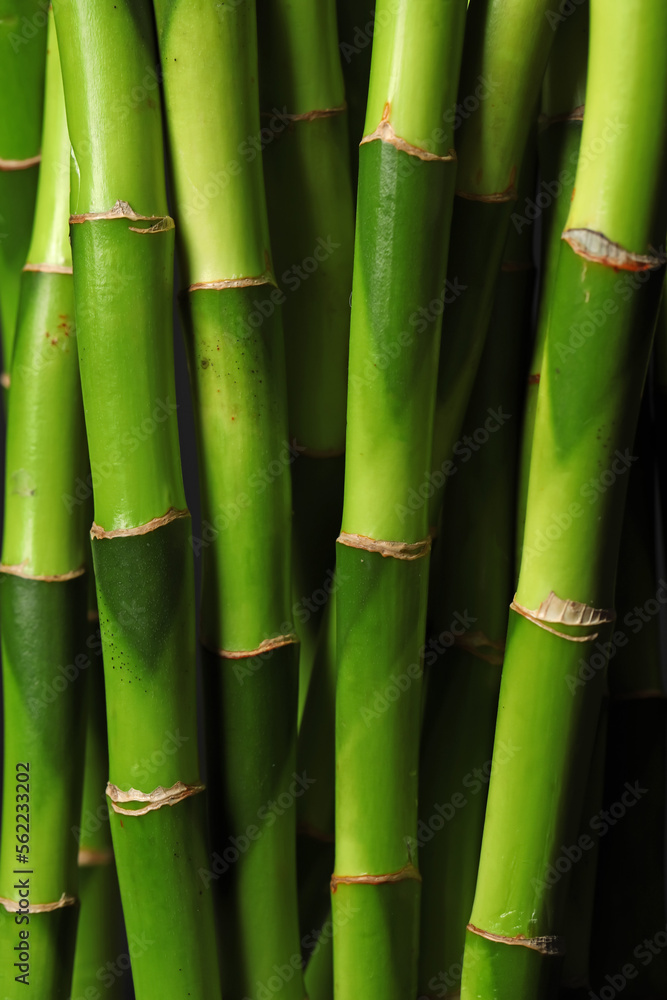 Fresh bamboo stems as background, closeup