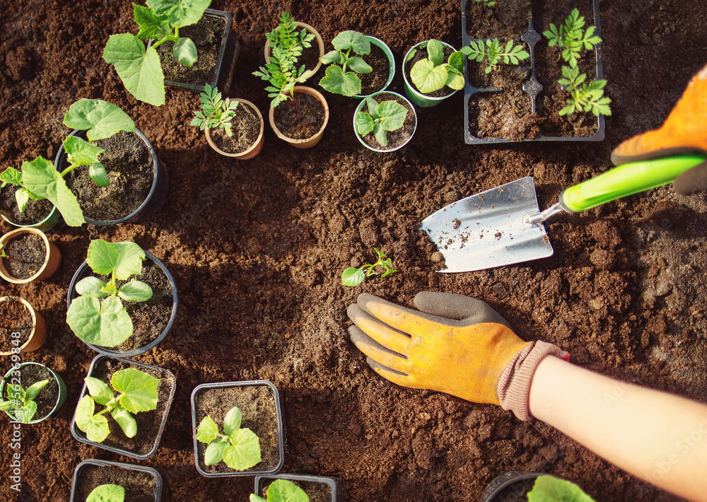 Humans hands seedling a plant sprout in the black soil.