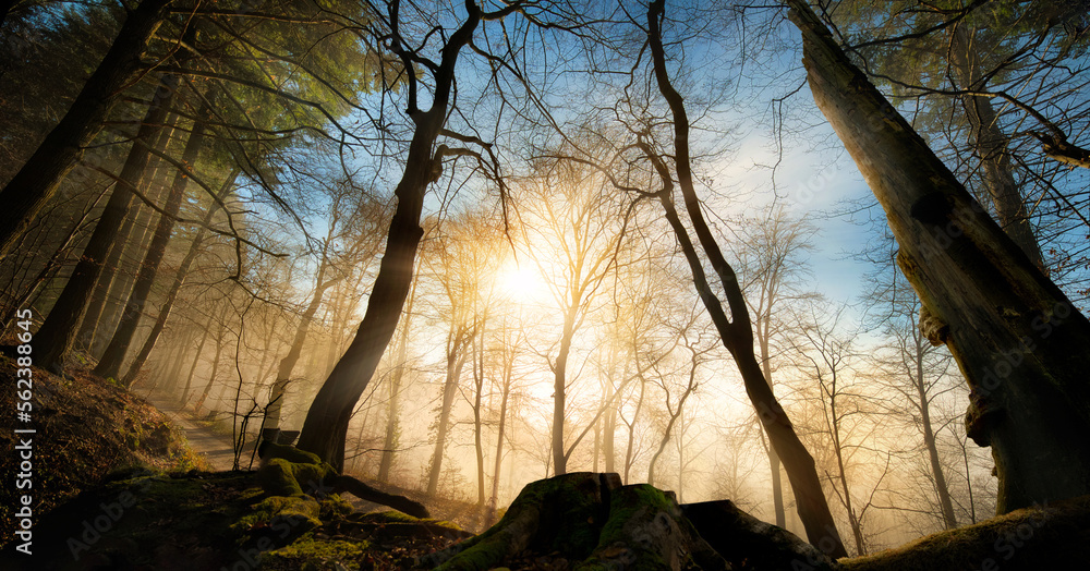 Dramatic forest composition with bare trees and the sun in the blue and gold sky, a moody wide-angle