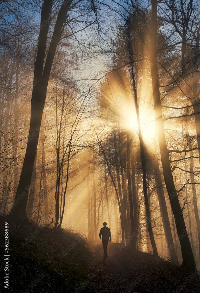 Dramatic sun rays in a forest in winter, with a hiker walking into the majestic scene with golden li