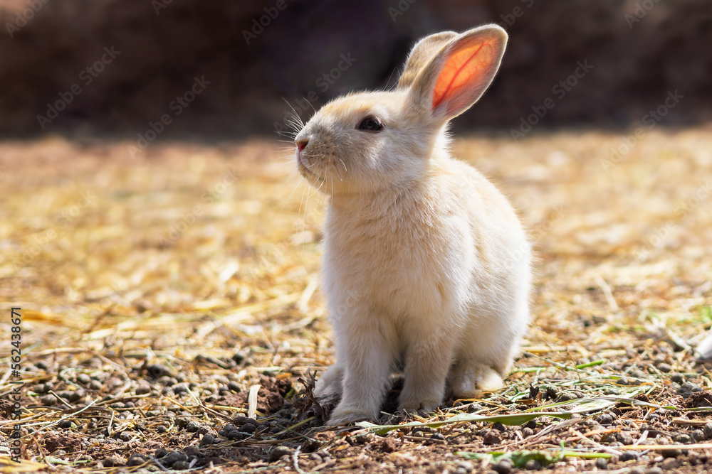 rabbit on the farm and sunshine