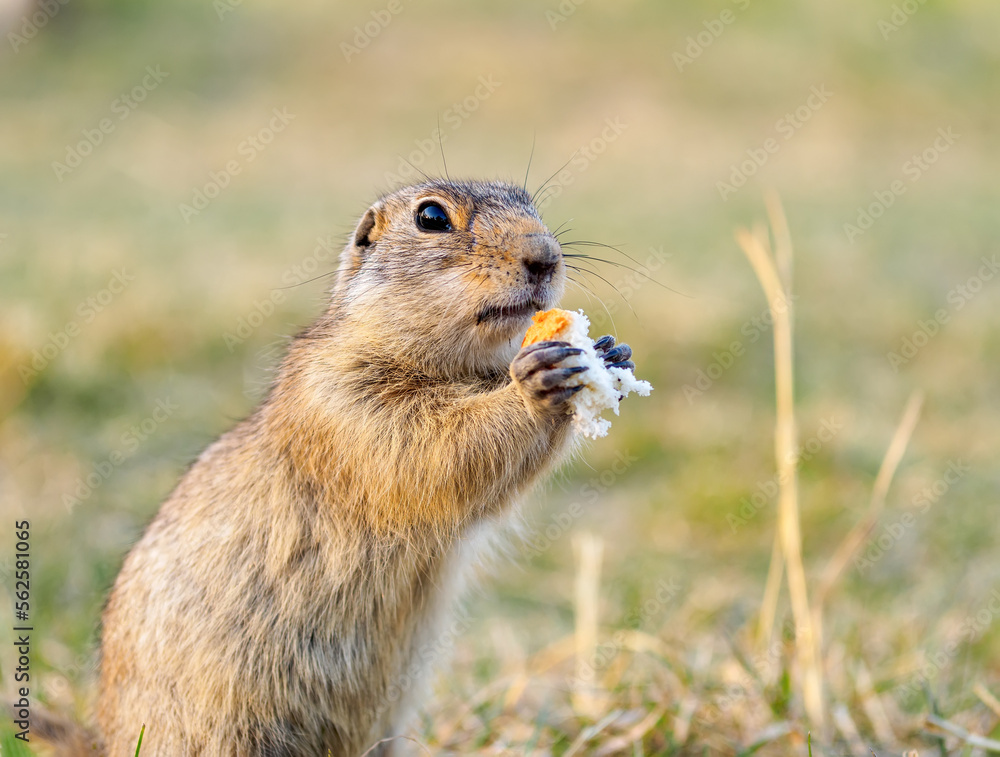 Portrait of a gopher on the grassy lawn. Close-up