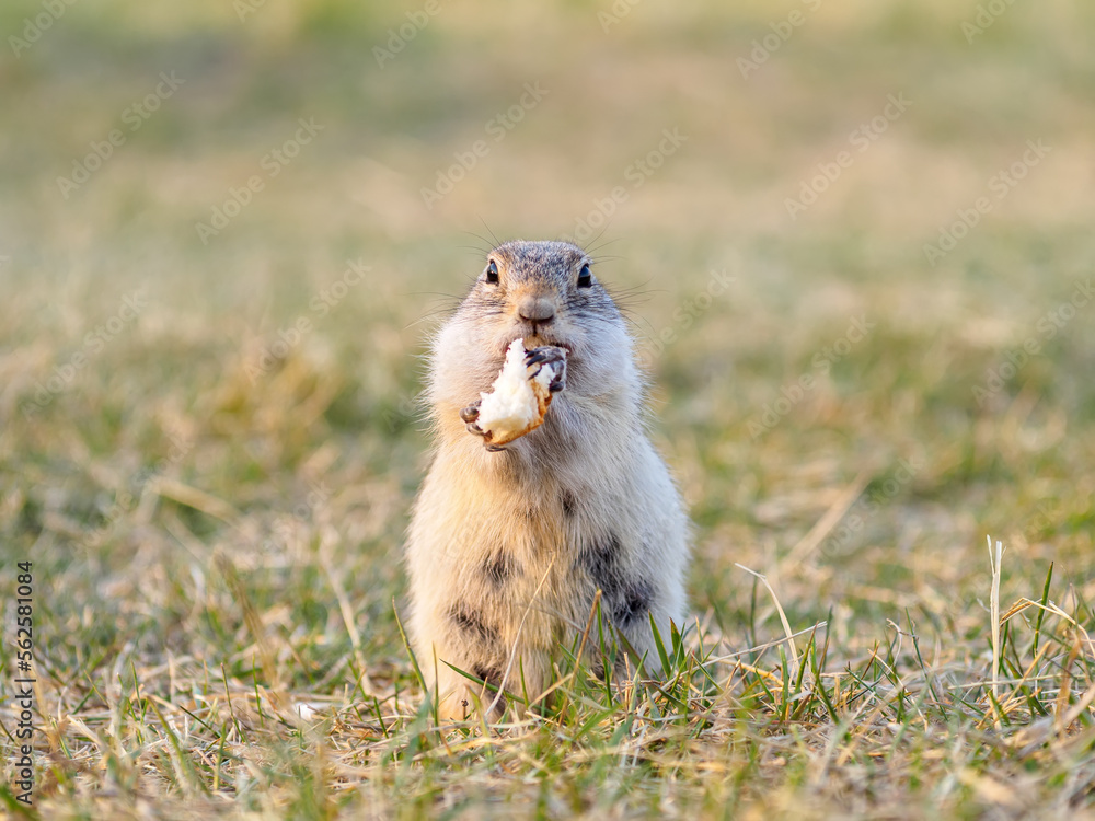 Gopher on the grassy lawn is looking at the camera. Close-up