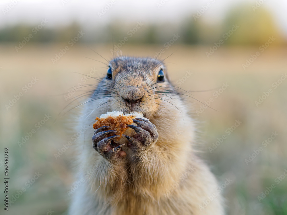 草地上的Gopher正在看着镜头。特写