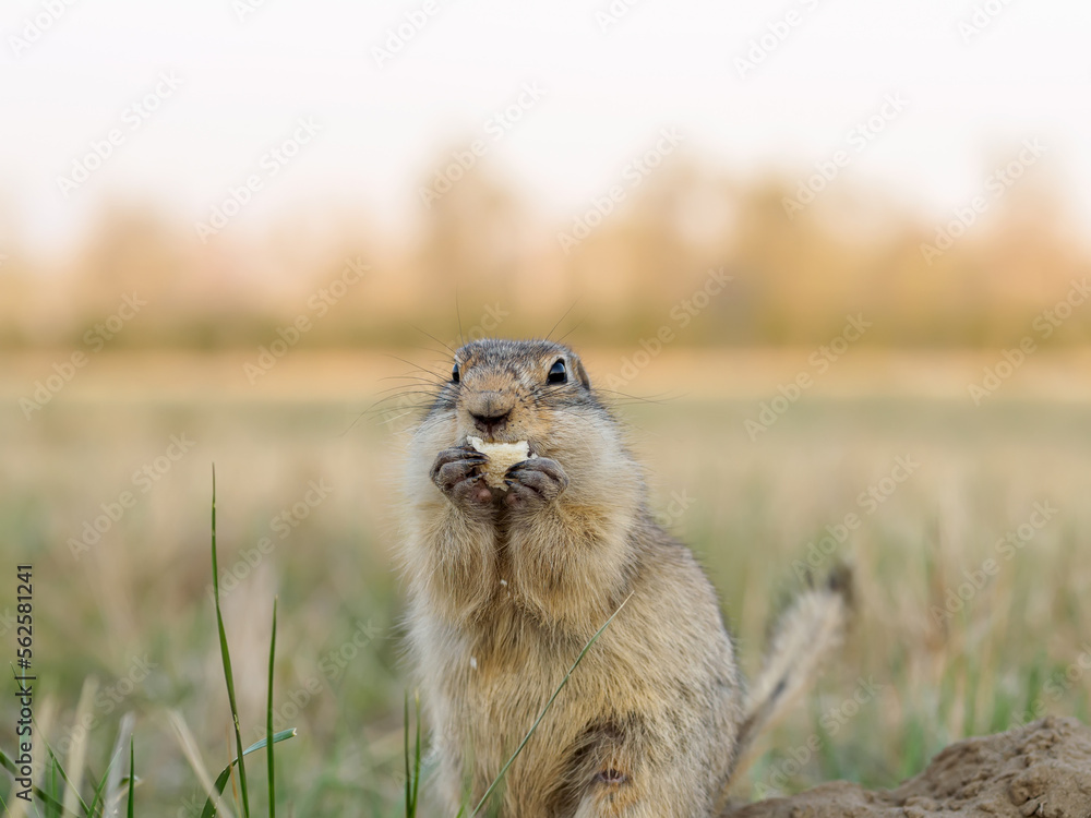 草地上的Gopher正在看着镜头。特写