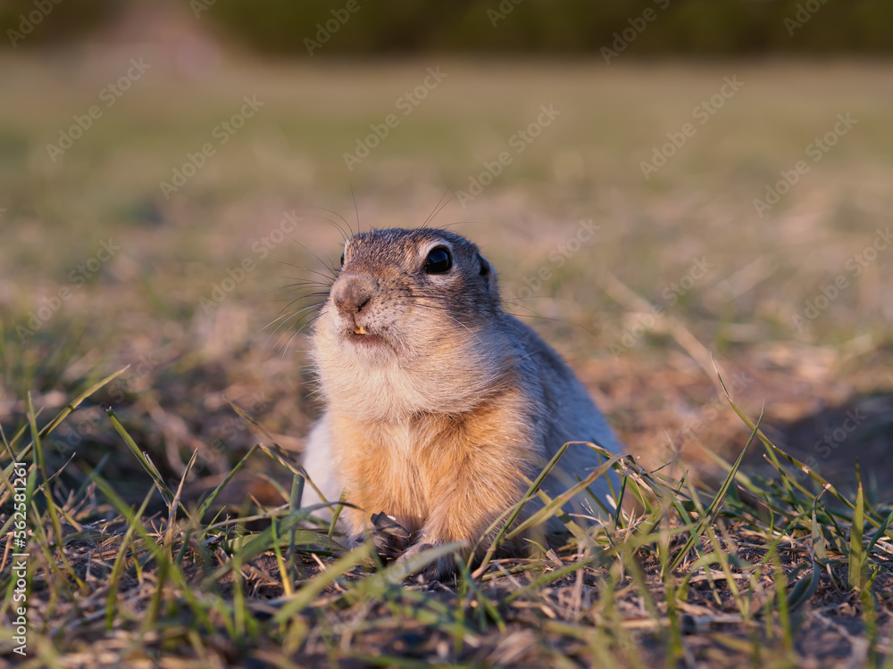 草地上的Gopher正在看着镜头。特写