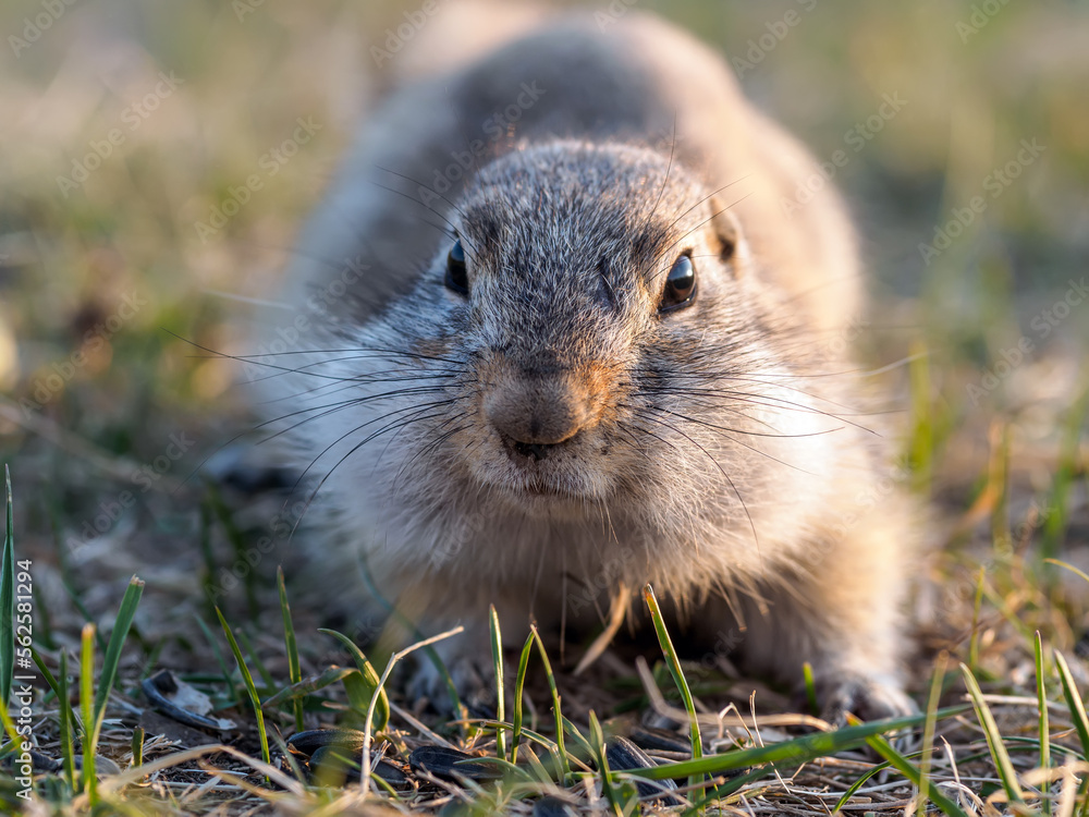 Gopher on the grassy lawn is looking at the camera. Close-up