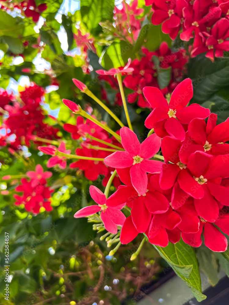 户外盛开的鲜红色花朵，特写