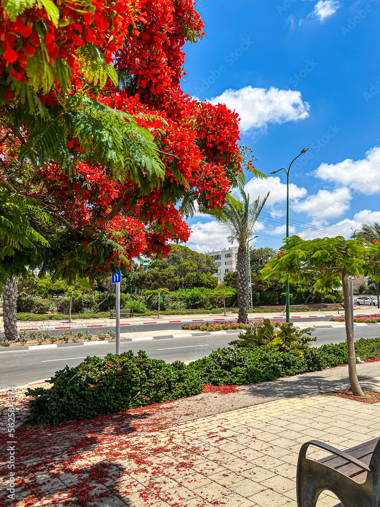 View of city street with flowering tree