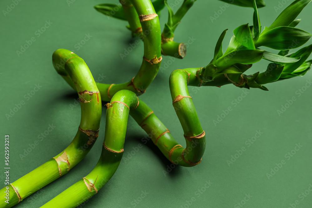 Bamboo stems with leaves on green background, closeup