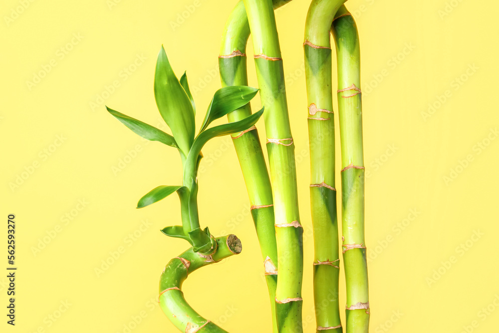 Bamboo stems on yellow background, closeup